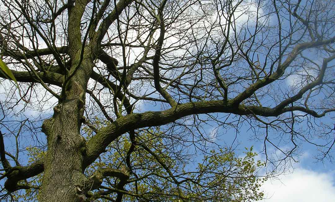 Baumpflege, Gehölzschnitt, Baumfällung